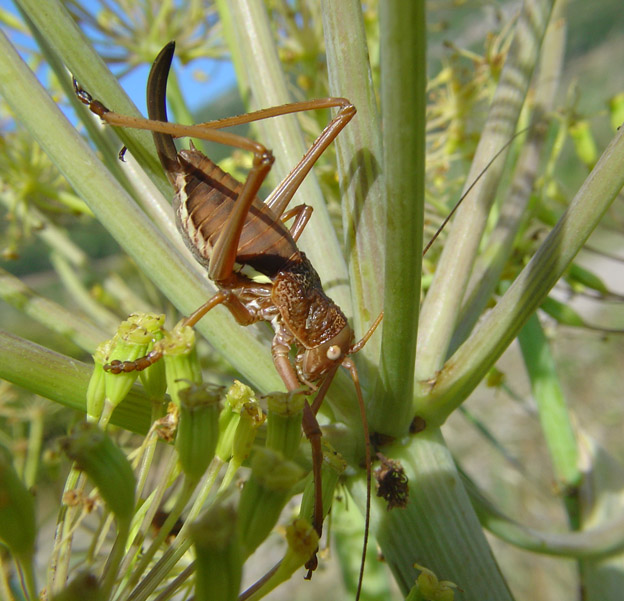 Bolivarius brevicollis insularis